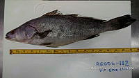 RE006 0044 Totoaba.tif