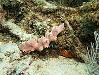 NE018 0940 Demospongiae.jpg