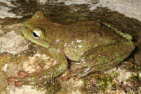 LJCP009 Plectrohyla acanthodes.jpg