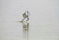 MASM07427 Ardea alba.jpg