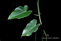 JDA D 06981 Philodendron hederaceum (Jacq.) Schott.jpg