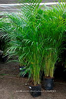 IMDOC 5722 Chamaedorea tepejilote.jpg