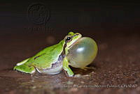 FCMB004 Dryophytes euphorbiaceus.jpg