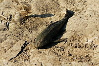 JLMD02 Hypostomus plecostomus.jpg