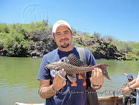 MDMB001 Pterygoplichthys multiradiatus.JPG