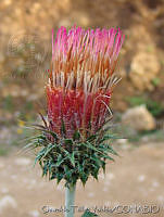 OTV1629 Cirsium.jpg
