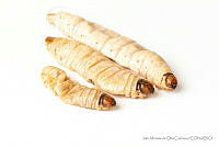 IMDOC3448 Aegiale hesperiaris.jpg