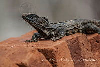 ZAPF0381 Ctenosaura pectinata.jpg