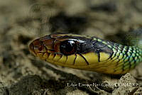 EENC003 Drymobius margaritiferus.jpg