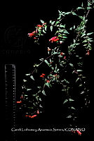 Huitz 0619 Lamourouxia xalapensis Kunth.jpg