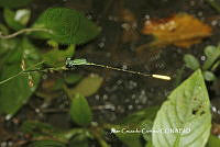 JCC0138 Leptobasis melinogaster.JPG