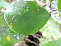 JF092 0104 Clusia salvinii.jpg