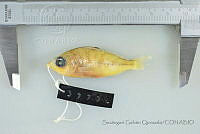 SGQ1375 Eucinostomus gracilis.jpg