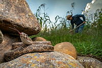 MN6NySH0016 Crotalus triseriatus.jpg