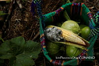 ZG014 0095 Ustilago_maydis.jpg