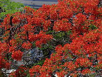 CGL0820 Delonix regia.jpg