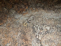 JLE0052 Crotalus atrox.jpg