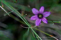 IMDOC 4844 Sisyrinchium scabrum.jpg