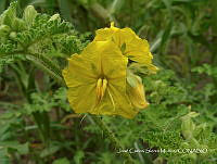 JF140 0215 Solanum rostratum.jpg
