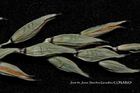 Teocintle 064 Zea luxurians.jpg