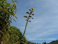 ZG007 0231 Agave americana.jpg