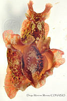 DMM006 Aplysia californica.jpg