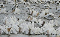 AAKVDH 0507 Pelecanus erythrorhynchos.JPG