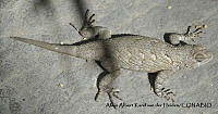 AAKVDH 0240 Sceloporus clarkii.JPG