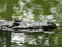 MCS095 Crocodylus acutus.JPG