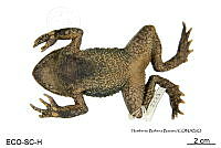 ME006 herp SCLC 0004 Incilius cristatus - (Wiegmann, 1833).jpg