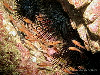 CMGV0046 Apogon pacificus.jpg