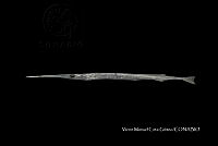 GN030 0091 Tylosurus crocodilus.jpg