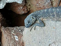 MCS IM0025 Ctenosaura pectinata.jpg