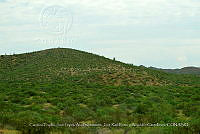 LI005 0017 Paisaje vegetación.jpg