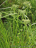 PTL1308 Cyperus virens.jpg