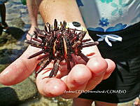 NBA0057 Eucidaris thouarsii.JPG