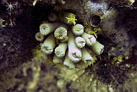 SMM010 Tubastraea coccinea.jpg