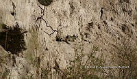 IE003 0090 Otospermophilus variegatus.jpg