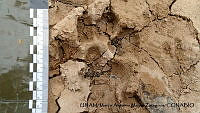 PJ016 0512 Canis familiaris.JPG
