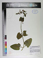 JAdNV0179 Stachys coccinea.JPG