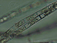 UNAMGAMZ-74 Tribonema vulgare.jpg