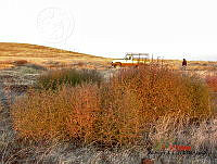 GECI L046 040 Salsola kali.JPG