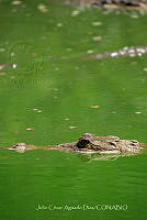 JCAD 009 Crocodylus moreletii.jpg