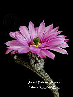 MN6PyH0031 Echinocereus poselgeri.jpg