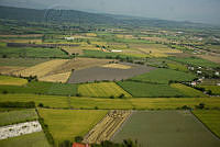 ARS00381 Saccharum officinarum.jpg