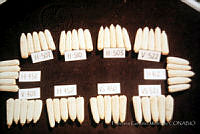 FGM0016 Zea mays.JPG