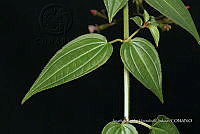 Huitz 1933 Arthrostemma ciliatum.jpg