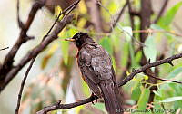 MGaves 2744 Turdus migratorius.jpg