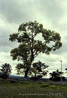 3862 Populus fremontii ssp. mesetae.jpg