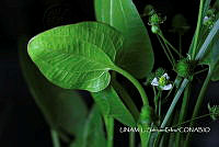 JF078 0640 Sagittaria lancifolia.jpg